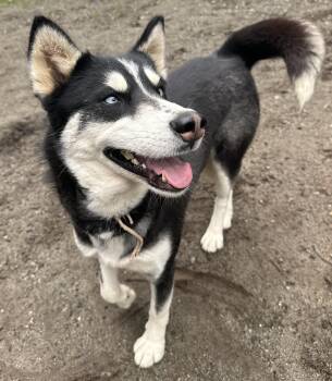 Husky Dogs Available for Adoption - Natasha | PetCurious