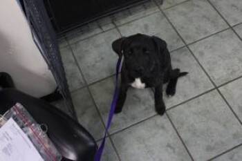 Rescue Labrador Retriever and Mixed Breed Dogs for Adoption in Weatherford, Texas - Manny | PetCurious