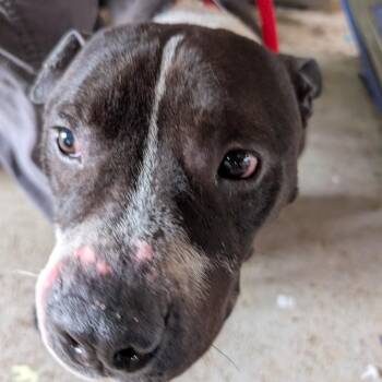 Mixed Breed Dogs Available for Adoption - Moose | PetCurious