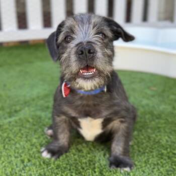 Terrier Dogs Available for Adoption in Los Angeles, California - Raphael A2269443 | PetCurious