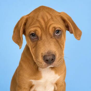 Otis -  Hound and Mixed Breed Dog for Adoption in Concord, North Carolina - Otis | PetCurious