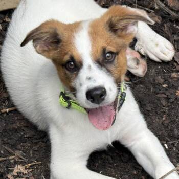 Disco -  Great Pyrenees Dog for Adoption in Richmond, Virginia - Disco | PetCurious