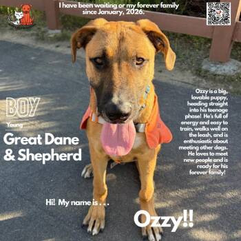 Great Dane and Shepherd Dogs Available for Adoption - Ozzy | PetCurious