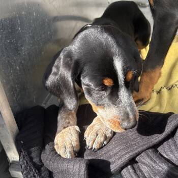 Rescue Mixed Breed Dogs for Adoption in Milton, Florida - Gillette | PetCurious