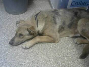 Rescue German Shepherd Dog and Mixed Breed Dogs for Adoption in Albuquerque, New Mexico - COOKIE CRISP | PetCurious