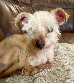 Olivine -  Schnauzer and Mixed Breed Dog for Adoption in Cape Coral, Florida - Olivine | PetCurious