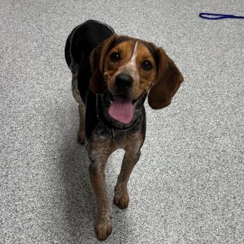 Dumpling -  Beagle Dog for Adoption in Grand Rapids, Michigan - Dumpling | PetCurious