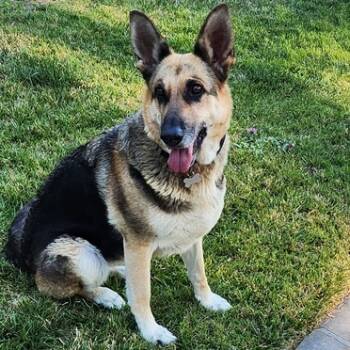 Rescue German Shepherd Dog Dogs for Adoption in San Juan Bautista, California - Mariah T | PetCurious
