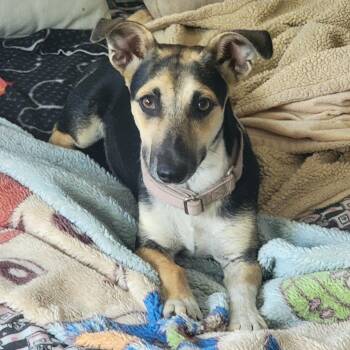 Chibby -  Corgi Dog for Adoption in Austin, Texas - Chibby | PetCurious