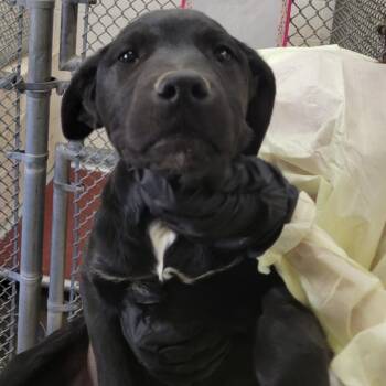 Thaddeus -  Black Labrador Retriever and Mixed Breed Dog for Adoption in TIMBERCRK CYN, Texas - Thaddeus | PetCurious