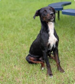 Blocks -  Plott Hound and Labrador Retriever Dog for Adoption in Bloomfield, Connecticut - Blocks | PetCurious