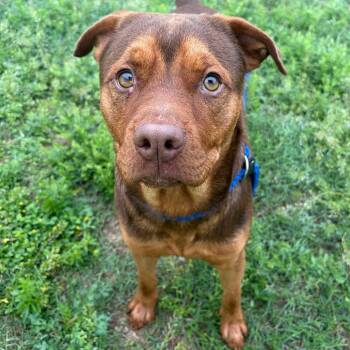 Mixed Breed and Terrier Dogs Available for Adoption in Kerrville, Texas - Monty 289.26 | PetCurious