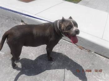 Terrier and Mixed Breed Dogs Available for Adoption - JAYLA | PetCurious