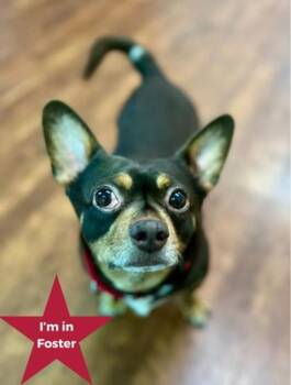 Chihuahua Dogs Available for Adoption in Traverse City, Michigan - Puggington III | PetCurious