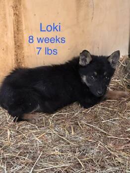 Loki -  Shepherd Dog Available for Adoption in Colorado Springs, Colorado - Loki | PetCurious