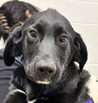 Labrador Retriever Dogs Available for Adoption in Golden, Colorado - Freddy | PetCurious