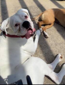 Boxer Dogs Available for Adoption in Hewitt, Texas - Yeti | PetCurious
