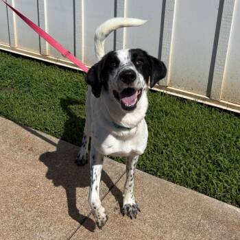 Spotty -  Bluetick Coonhound Dog for Adoption in Lynchburg, Virginia - Spotty | PetCurious