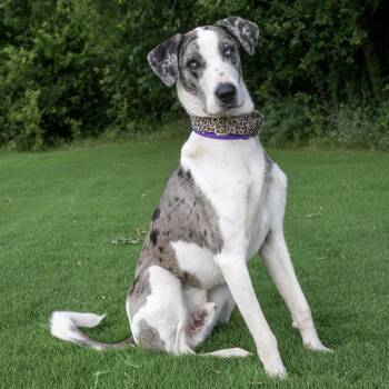 PARKER -  Great Dane and Husky Dog for Adoption in Weatherford, Texas - PARKER | PetCurious