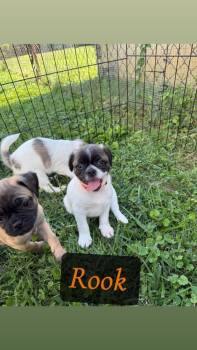 Rook -  Pug and Beagle Dog for Adoption in Columbus, Ohio - Rook | PetCurious