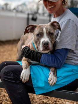 Rescue Mixed Breed Dogs for Adoption in Chamblee, Georgia - Squarepants - IN FOSTER | PetCurious