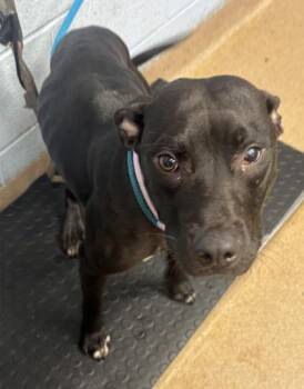 Coordinate -  Mixed Breed Dog for Adoption in Chamblee, Georgia - Coordinate | PetCurious