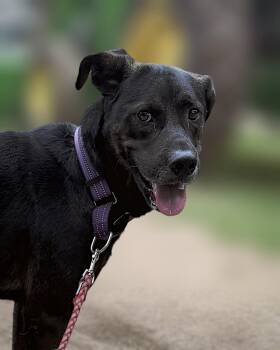 Batman -  Labrador Retriever and Rottweiler Dog for Adoption in Boerne, Texas - Batman | PetCurious