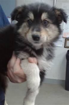 German Shepherd Dog and Mixed Breed Dogs Available for Adoption in Salinas, California - OTTO | PetCurious