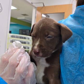 Quavo -  Mixed Breed Dog for Adoption in Charleston, West Virginia - Quavo | PetCurious