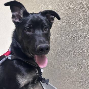 German Shepherd Dog Dogs Available for Adoption in Chino Hills, California - Burt (C000-101) - Chino Hills Location | PetCurious