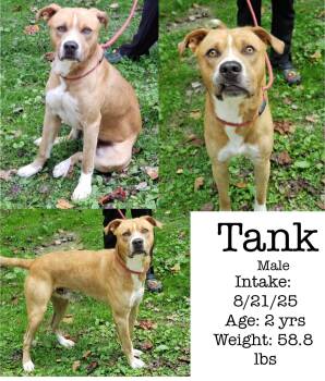 Rescue Pit Bull Terrier Dogs for Adoption in Staffordsville, Kentucky - Tank | PetCurious