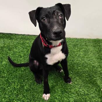 Mixed Breed Dogs Available for Adoption in Columbia, Missouri - Coyote | PetCurious