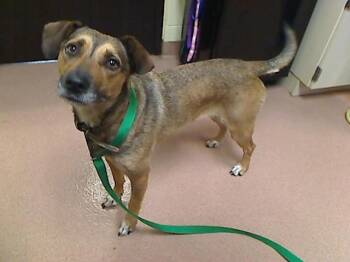 PATTIE -  German Shepherd Dog Dog for Adoption in Cookeville, Tennessee - PATTIE | PetCurious