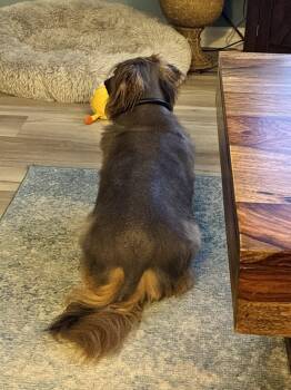 Benji -  Dachshund Dog for Adoption in Jacksonville, Florida - Benji | PetCurious