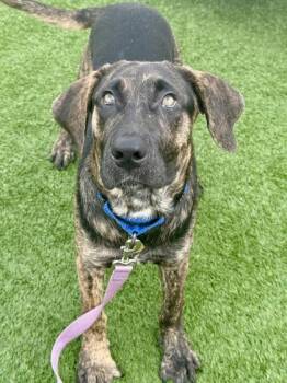 Simpson -  Hound Dog for Adoption in Downers Grove, Illinois - Simpson | PetCurious