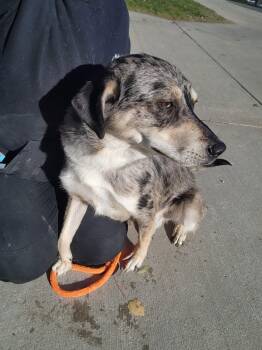 Rescue Australian Shepherd Dogs for Adoption in Youngstown, Ohio - Ed | PetCurious