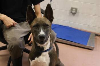 Rescue Mixed Breed Dogs for Adoption in Columbia, South Carolina - TOBBY | PetCurious