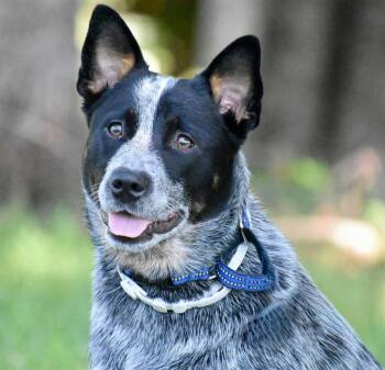 ZORA -  Australian Cattle Dog Blue Heeler Dog for Adoption in Franklin, Tennessee - ZORA | PetCurious