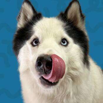 Snowy -  Siberian Husky Dog for Adoption in Reno, Nevada - Snowy | PetCurious