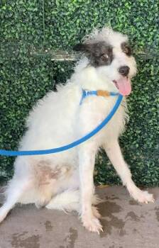 Parson Russell Terrier and Mixed Breed Dogs Available for Adoption in El Paso, Texas - 60881098 | PetCurious