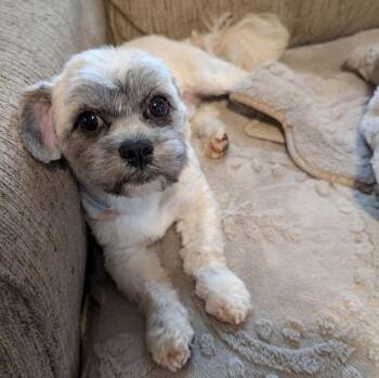 Jordan shihtzu -  Shih Tzu and Yorkshire Terrier Dog for Adoption in Gillsville, Georgia - Jordan Shihtzu | PetCurious