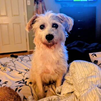Miniature Schnauzer Dogs Available for Adoption in Oak Ridge North, Texas - Jenny | PetCurious