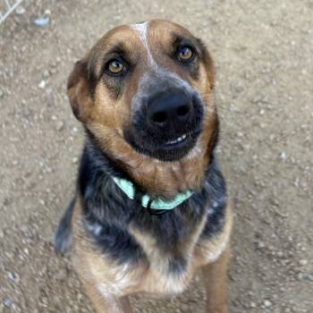 Mixed Breed Dogs Available for Adoption in Bentonville, Arkansas - Lucille | PetCurious