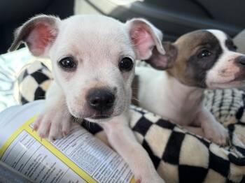 Tate 2026-357 -  Chihuahua Dog for Adoption in Winder, Georgia - Tate 2026-357 | PetCurious