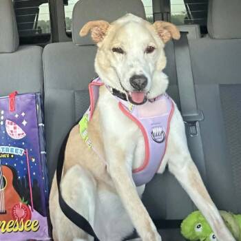 Charlie Earl -  Yellow Labrador Retriever and Golden Retriever Dog for Adoption in Helena, Alabama - Charlie Earl | PetCurious