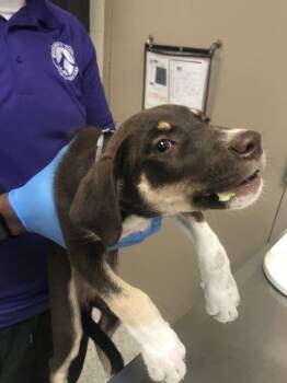 A432992 -  Labrador Retriever and Mixed Breed Dog for Adoption in Conroe, Texas - A432992 | PetCurious