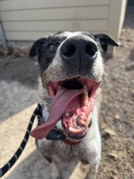 Australian Cattle Dog Blue Heeler and Border Collie Dogs Available for Adoption in Houghton, Michigan - Poncho | PetCurious