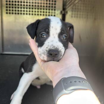 Pit Bull Terrier Dogs Available for Adoption in Birmingham, Alabama - Bam | PetCurious