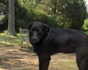 Australian Cattle Dog Blue Heeler and Catahoula Leopard Dog Dogs Available for Adoption in Harrodsburg, Kentucky - Jessie | PetCurious