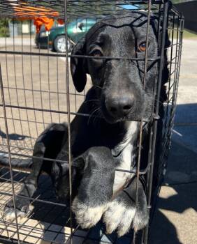 Rescue Labrador Retriever Dogs for Adoption in Nacogdoches, Texas - Haribo | PetCurious